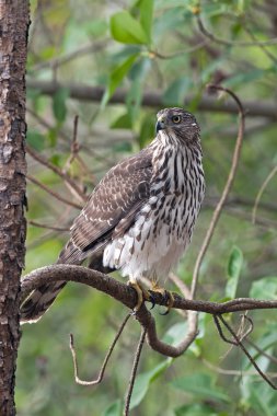 Coopers Hawk yeşil Cay sulak Boynton Beach, Florida