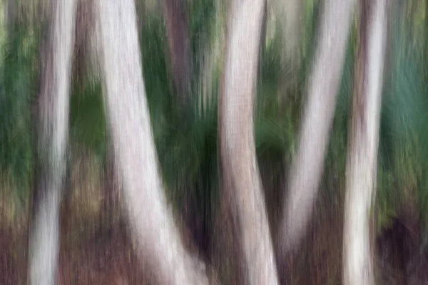 Cabbage Palms abstract in Riverbend Park; Jupiter, Florida