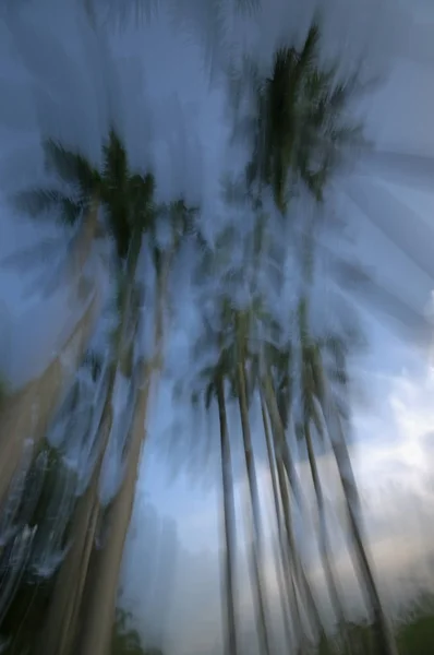 Royal Palms abstract in Greynolds Park; North Miami Beach, Florida