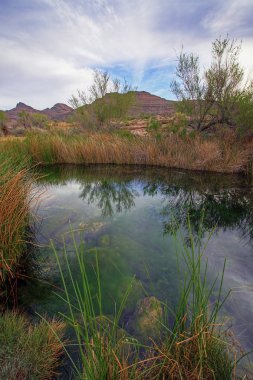 Ash Meadows Milli Yaban hayatı Sığınağı Nye County, Nevada'da bir bahar