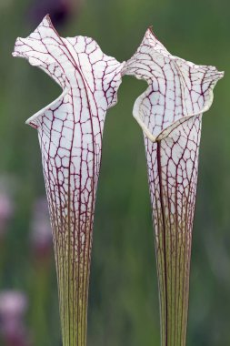 White-top Pitcher plants bloom in spring at the Splinter Hill Bog Preserve in Baldwin County, Alabama clipart