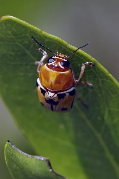 佛罗里达州大沼泽地国家公园的一只含病例的叶甲虫 — 图库照片