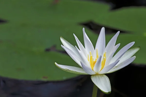 White Water Lily Květy Fakahatchee Strand Zachovat Stát Park Collier — Stock fotografie