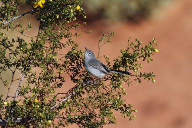 Siyah-kuyruk Gnatcatcher Vadisi yangın State Park, Nevada