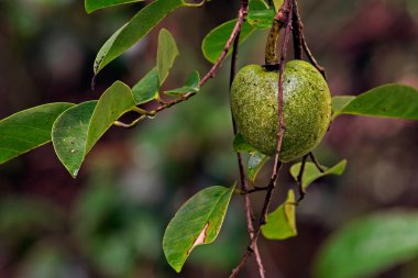 Bir su birikintisi elma adlı özel Strand koru State Park Collier County, Florida