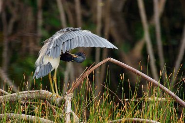 Bir Tricolored-Heron-kötülük Matheson hamak Park Miami, Florida