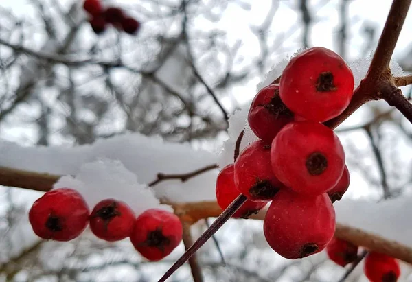 Bagas Espinheiro Vermelho Brilhante Cobertas Neve Branca Uma Rua Aldeia — Fotografia de Stock