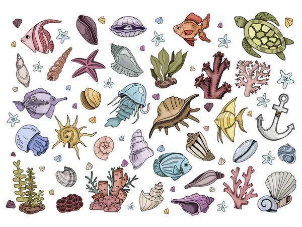 Vector de conchas marinas — Archivo Imágenes Vectoriales
