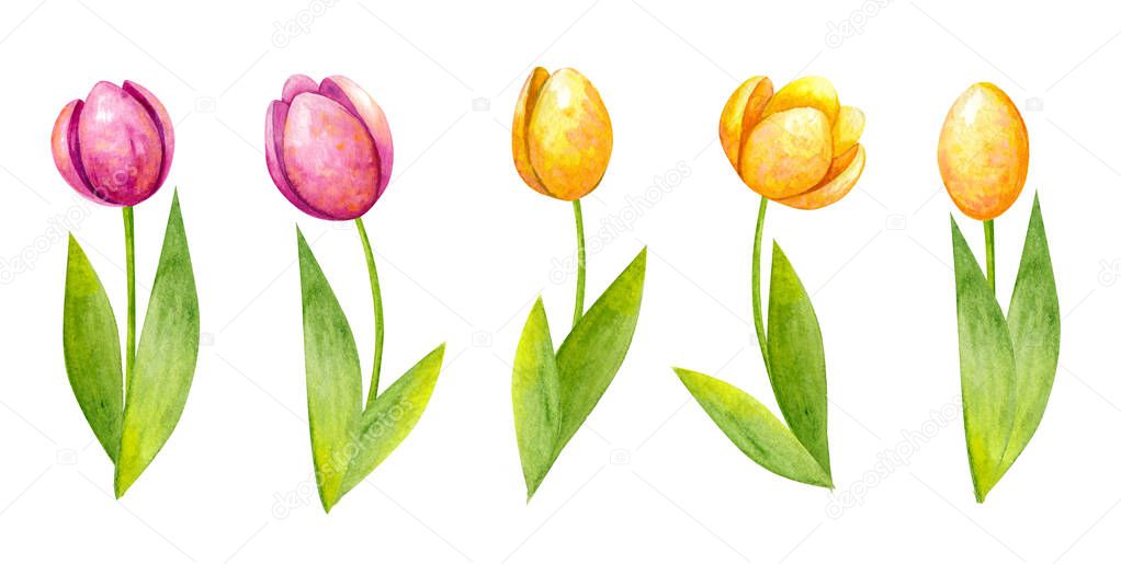 Watercolor set of five beautiful orange, yellow and pink tulips with green leaves. Delicate spring, Easter flowers. Isolated objects on white background.