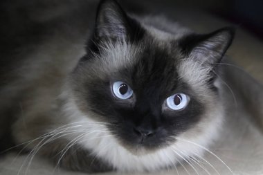 Karanlık bir arka plan üzerine açık mavi gözlü kahverengi Balinesina kedi