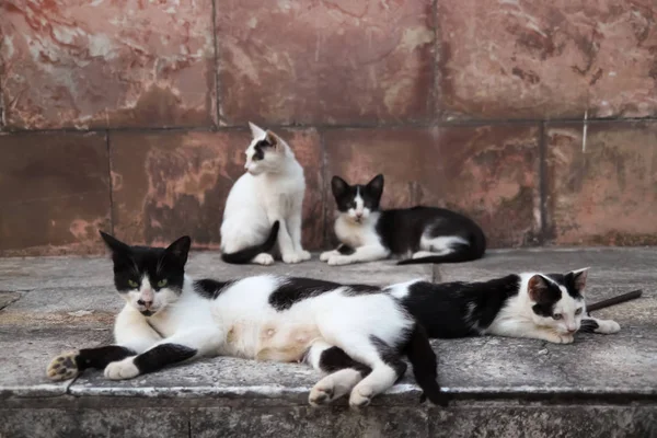 Eine Straßenkatzenfamilie Schwarz Und Weiß Erholt Sich — Stockfoto
