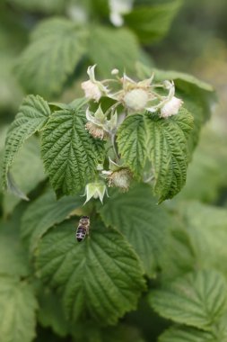 Bir arı bir çalının dalı yaklaşıyor 