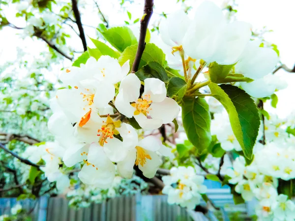 Ein Schöner Zweig Eines Blühenden Baumes Blüht Frühling — Stockfoto