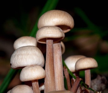 mantar mantar mantar doğa