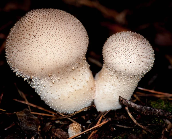 Fungus Fungi Mushroom Nature — Stock Photo, Image