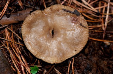 mantar mantar mantar doğa