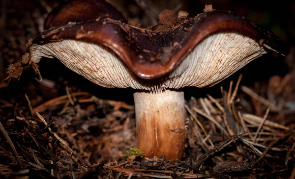 Fungus Fungi Mushroom Nature — Stock Photo, Image