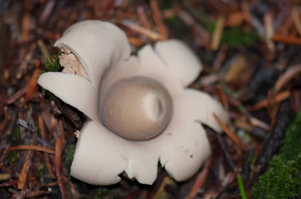 Svamp Svampar Svamp Natur — Stockfoto