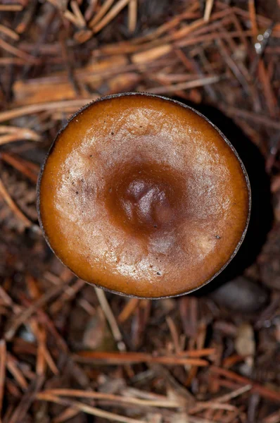 菌菌キノコの性質 — ストック写真