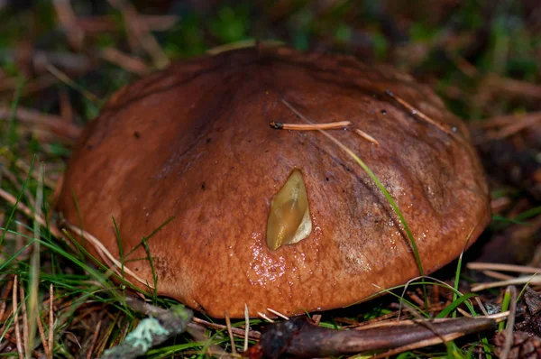 Champignon Champignon Champignon Nature — Photo