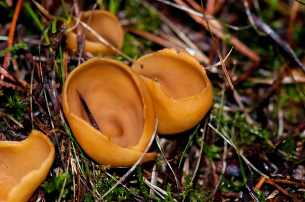 Fungus Fungi Mushroom Nature — Stock Photo, Image