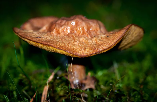 Schimmel Schimmels Paddestoel Natuur — Stockfoto