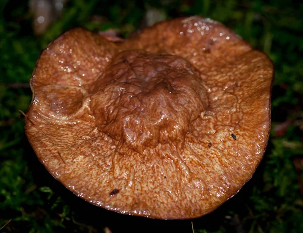 Fungo Fungos Cogumelo Natureza — Fotografia de Stock