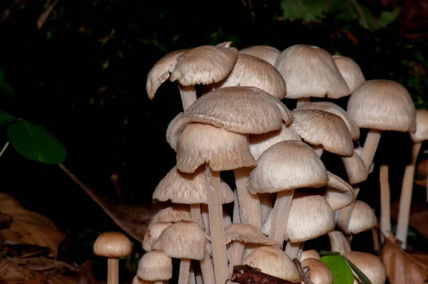 真菌蘑菇性质 — 图库照片