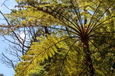 Bir görünümü ve palmiye ağaçlarının yaprakları ile güneş güzel ışık tabanının