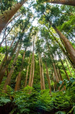 bitkiler ve iğne yapraklı orman, aşağıdan yukarıya görünümü içinde uzun boylu ağaçlar
