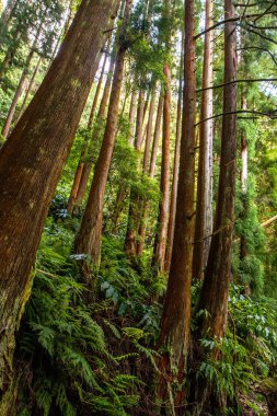 Aşağıdan yukarıya rainforest görünümü