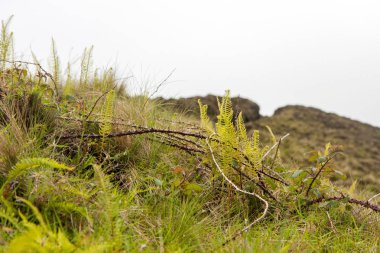 Sis bir arka plan üzerinde çim