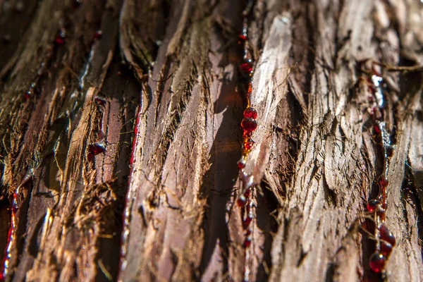 Corteccia di conifere — Foto Stock