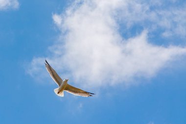 Alt görünümü mavi gökyüzünde uçan martı