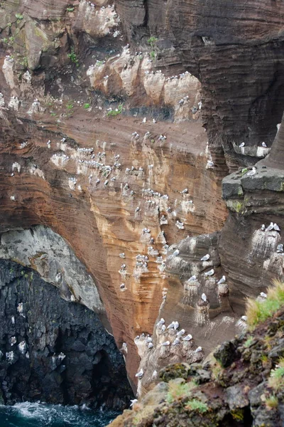 Muchas gaviotas sentadas en las rocas — Foto de Stock