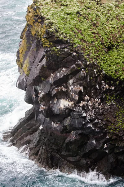 Green rock with nesting of seabirds, gulls and long-billed kair — Stock Photo, Image