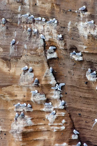 바위에 앉아있는 많은 갈매기 — 스톡 사진