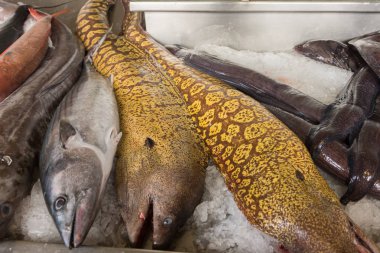 Buz üzerinde taze balık lamprey