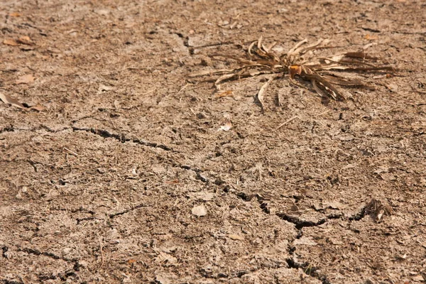 Droge grond van het opgedroogde reservoir met een struik van zeewier en scheuren — Stockfoto