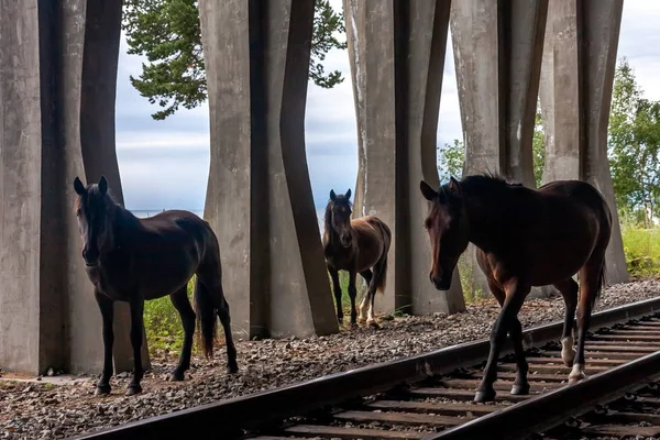 Tres siluetas de un caballo caminando sobre rieles en el campo — Foto de Stock