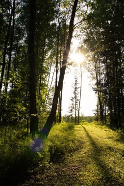 Güneştarafından aydınlatılan ot ormanı yolu ile büyümüş
