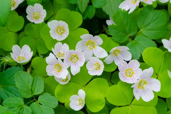 White flowers of oxalis on a background of leaves close up — 스톡 사진