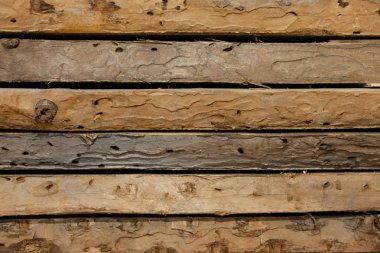 Eski tahtalar odun kurdu tarafından yendi