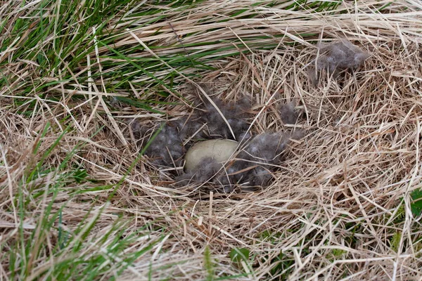 A bird's nest with an egg in the middle of grass and feathers — Stock Photo, Image