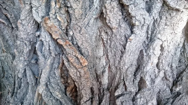 나무의 — 스톡 사진