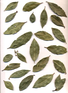 kuru Bay yaprakları beyaz arkaplanda ayarlandı