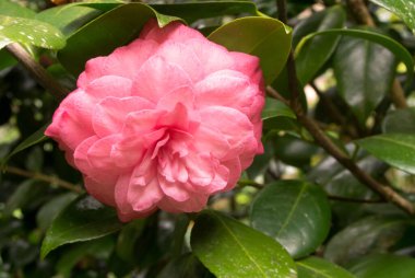 Çiçekli, yeşil yapraklı pembe gül çalısı.