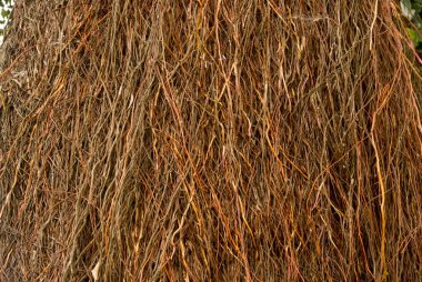 Kalın sarmaşıklar. Bir banyan ağacının yoğun hava kökleri.