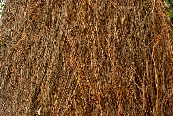 Thick vines. Dense aerial roots of a banyan tree close-up.