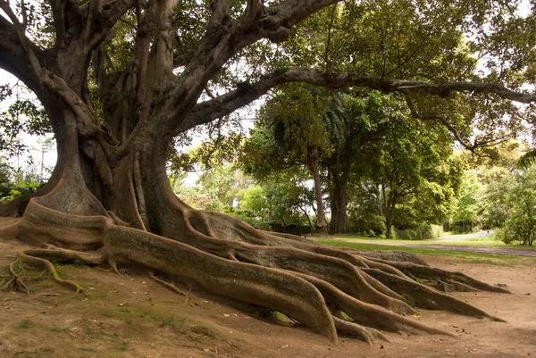 Grand Tronc Courbé Banian Australien Également Connu Sous Nom Ficus — Photo